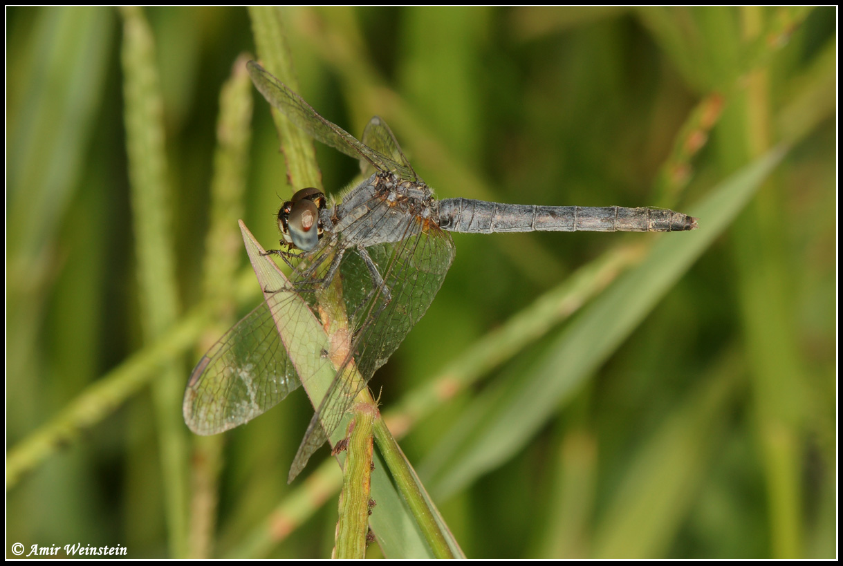 Odonata d''Israele  - Diplacodes or Selysiothemis ?